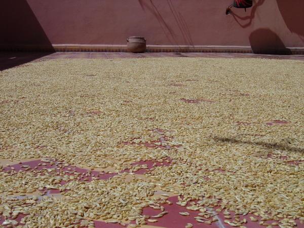 Drying wheat on my roof