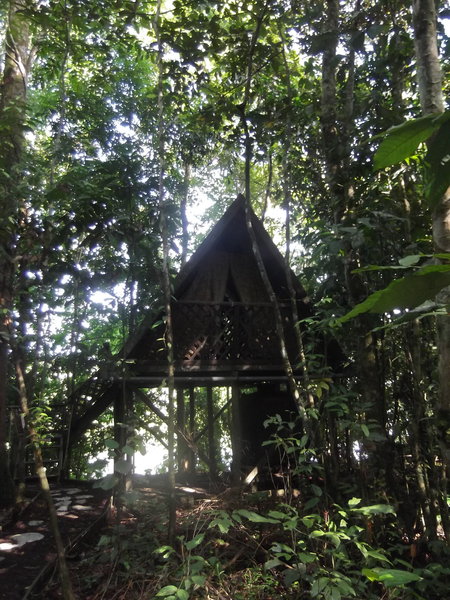 Rainforest Treehouse