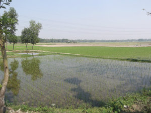 The Countryside of Bangladesh
