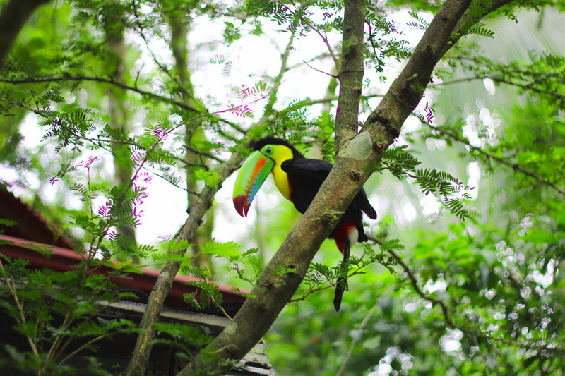 Toucans are Not Pets