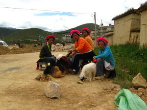 tibetaines