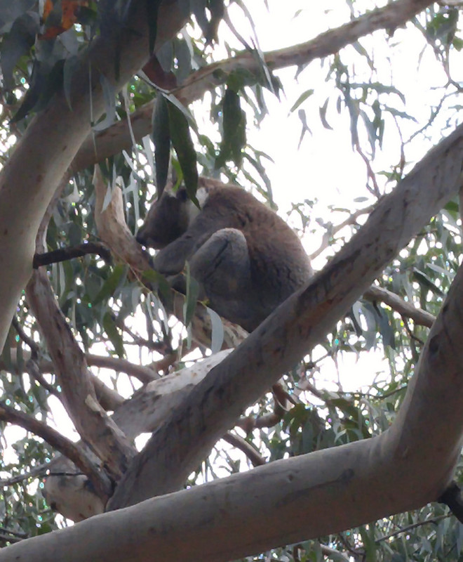 Our first wild Koala sighting!