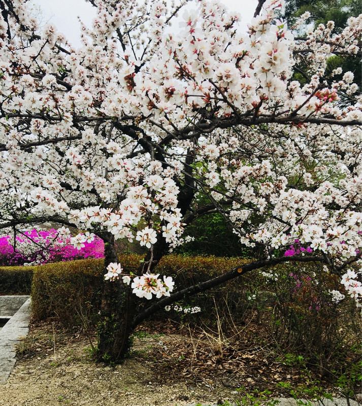 Cherry blossoms Shanghai