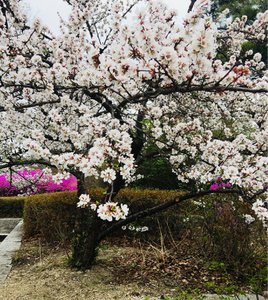 Cherry blossoms Shanghai