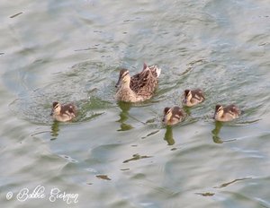 Ducks on the Arno