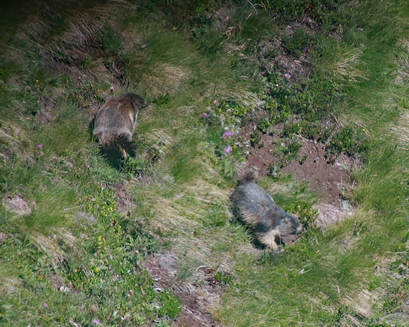 Pair of Marmots