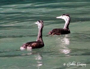 Juvenile Great Crested Grebes