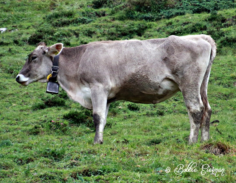 Swiss cows do wear cowbells