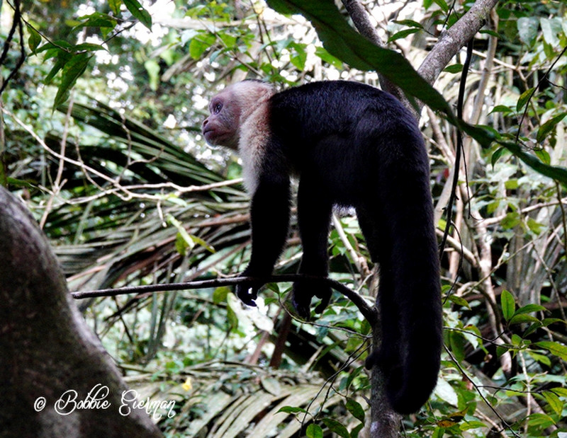 White-faced Monkey