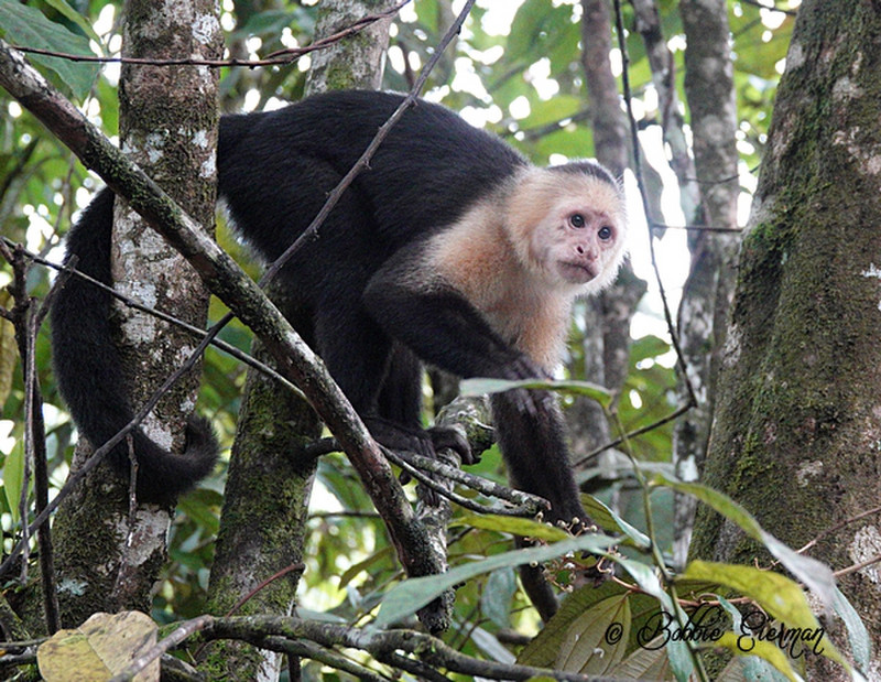 Lunchtime Capuchin Monkey