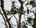 Pair of Toucans
