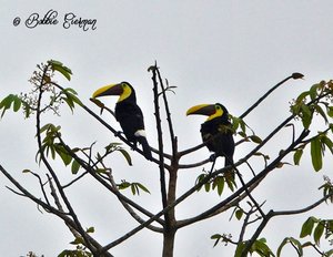 Yellow-throated Toucans
