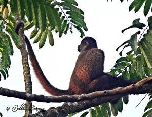 Spider Monkey in the early morning light