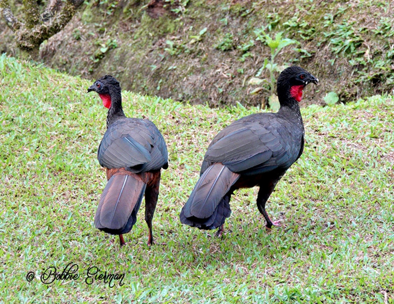 Crested Guans