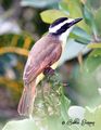 Great Kiskadee