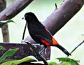 Scarlet-rumped Tanager