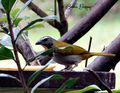 Buff-throated Saltator