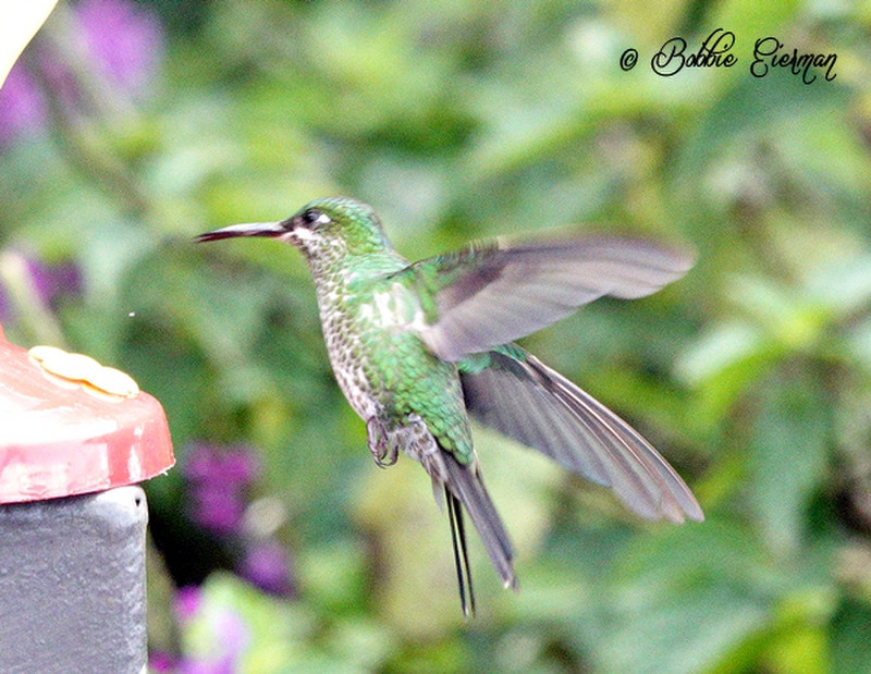 DSC03806 green hummingbird