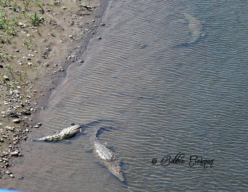Crocodiles from the bus