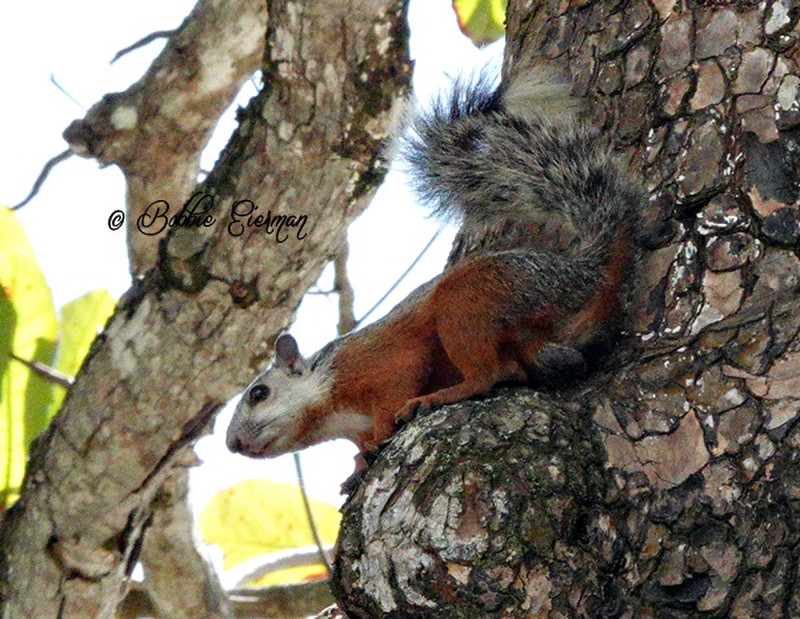 Varigated Squirrel