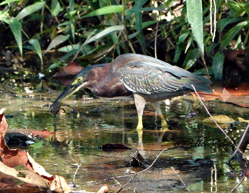 Green Heron with a frog