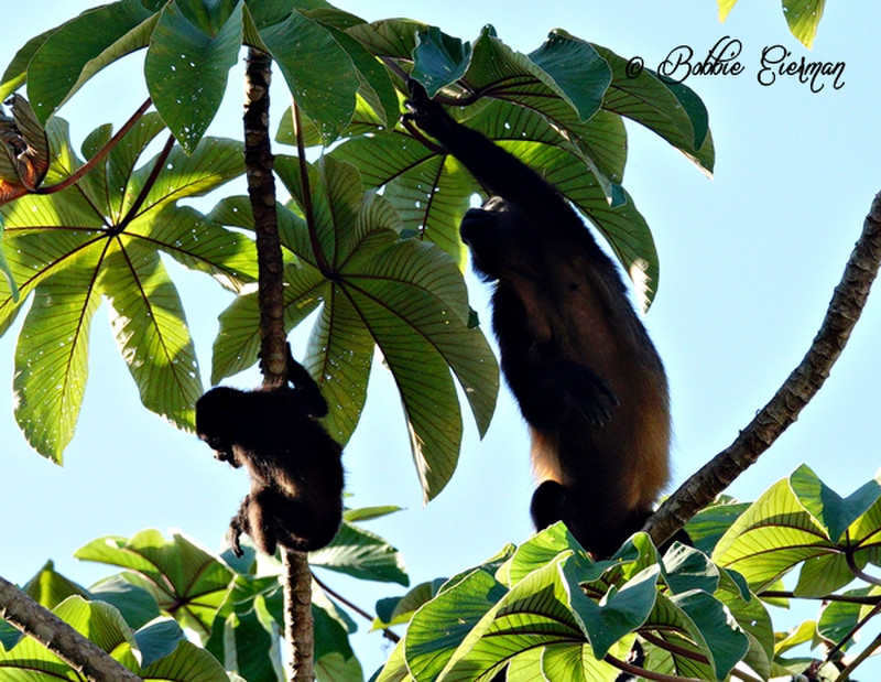 Mom and baby Howler monkey