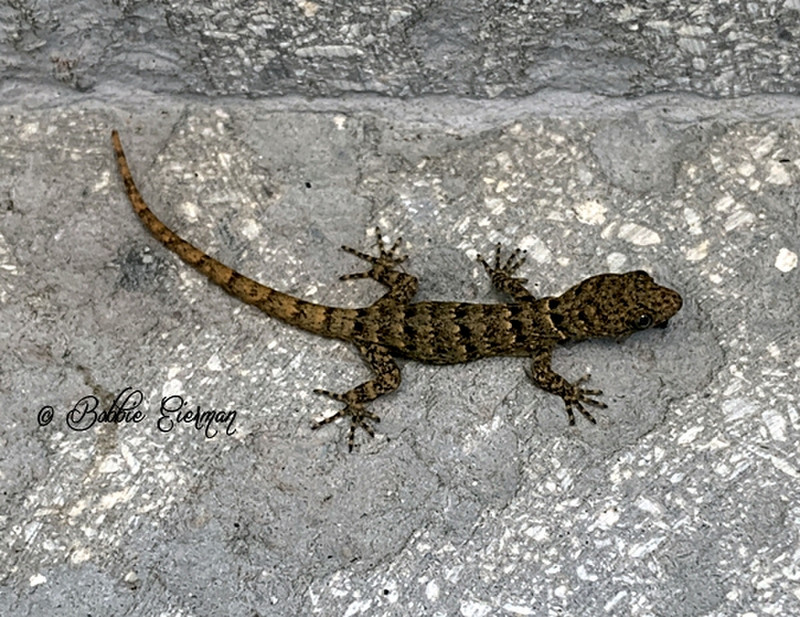Little lizard from our room.  He was the size of my thumb.