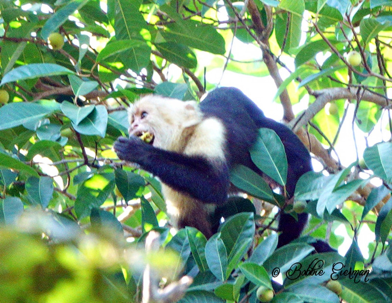 Capuchin Monkey eating from the tree