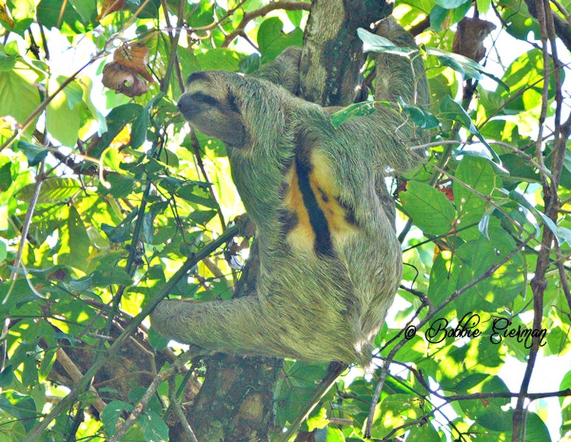 Male Sloth - Colors on his back are distinctive of a male