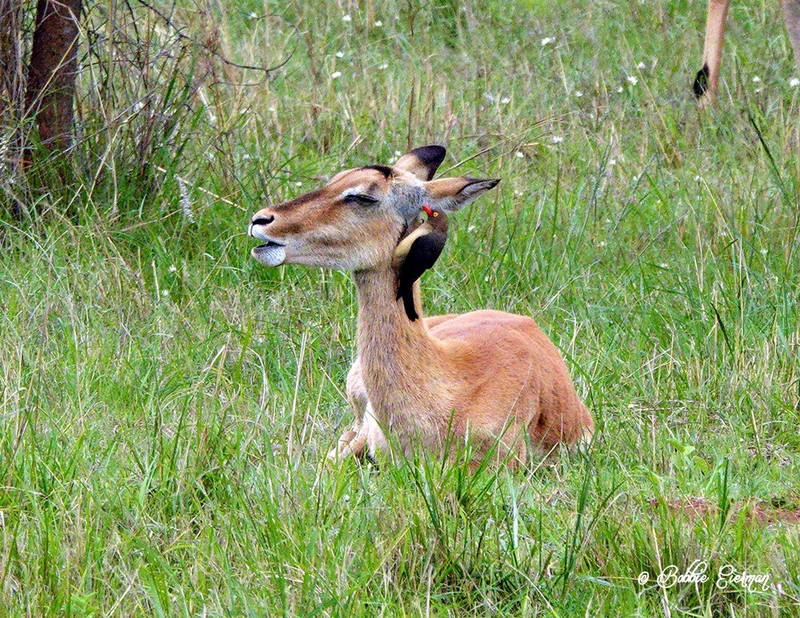 Impala with a Red-billed Oxpicker