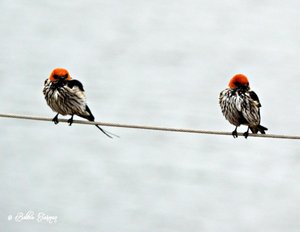 Our daily visitors - Red-rumped Swallows