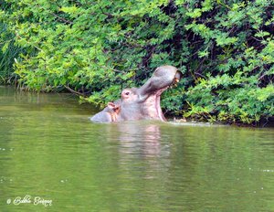 Hippo Lakes Hippo