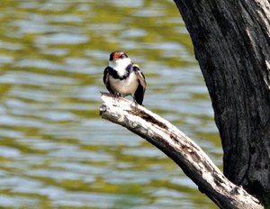White Throated Swallow