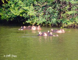 Four Hippos