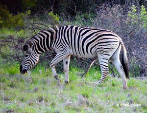 Male Zebra