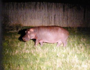 Hippo at night