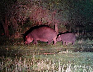 Mom and baby Hippo at night