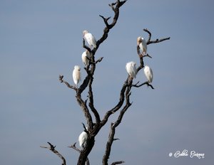 Tree of Cattle Egrets