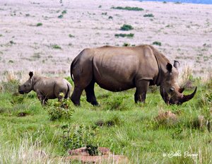  Mom and Baby Rhino