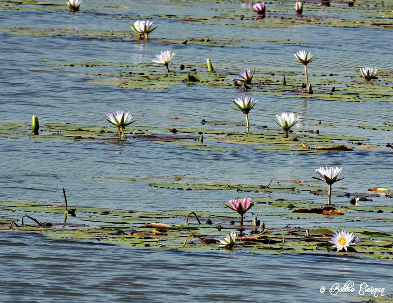 Water Lilies