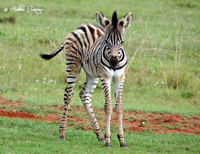  Baby Zebra