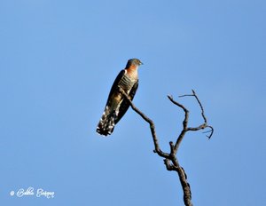  Red-chested Cuckoo