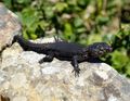  Black Girdled Lizard