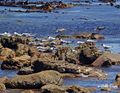 Great-crested Terns and Kelp Gulls on the Rocks