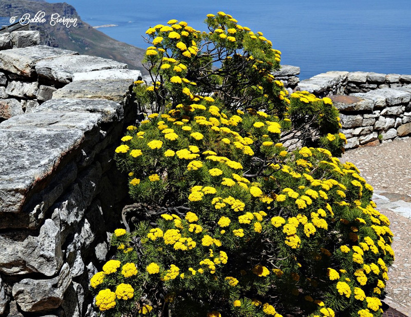  Flowers on the Mountain