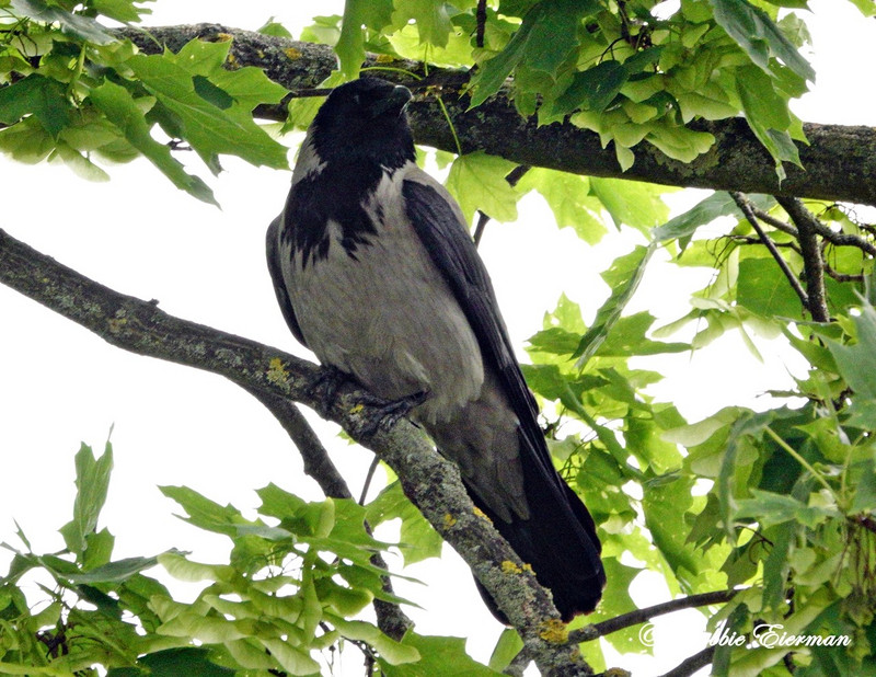  Hooded Crow