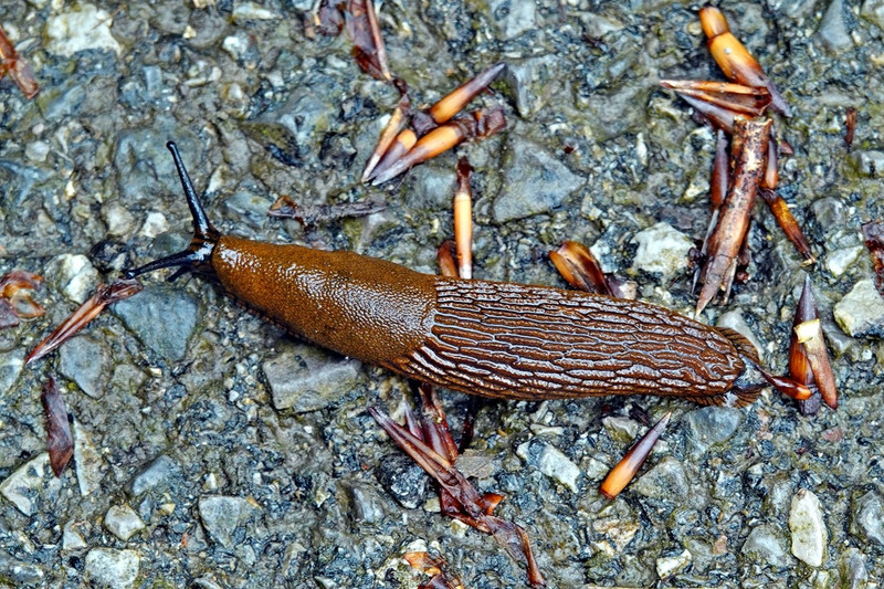  German Slug