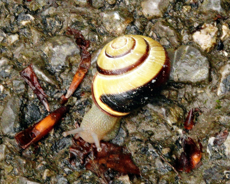 German Snail