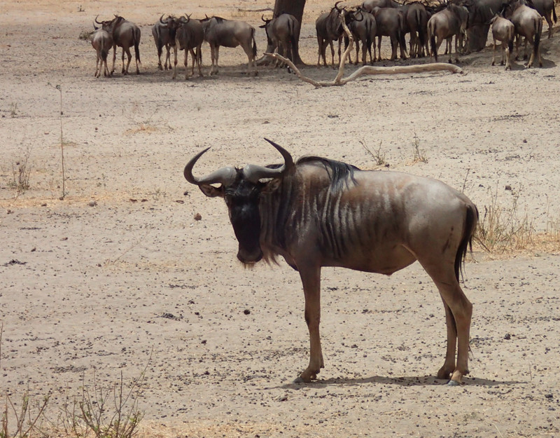 More wildebeest