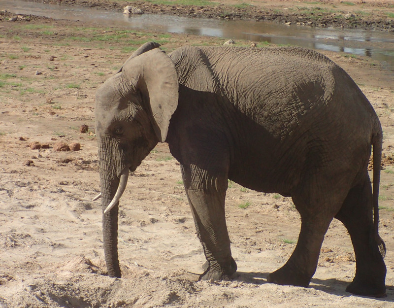 Elephant drinking from the river bed